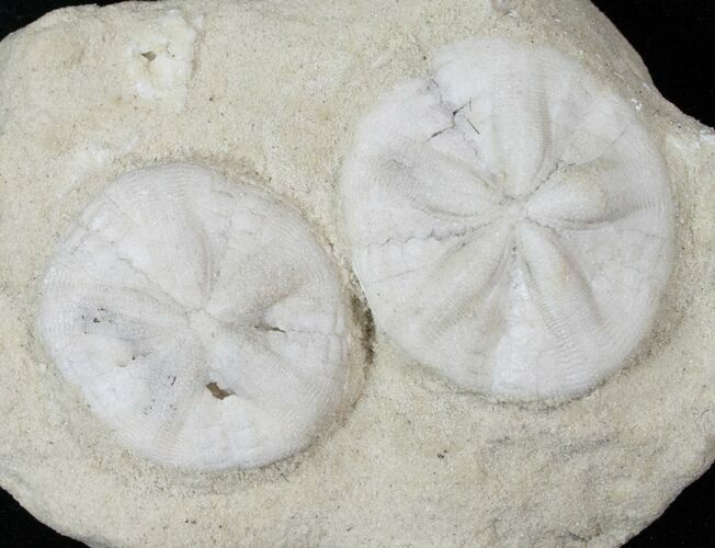 Pair of Fossil Sand Dollars (Astrodapsis) - California #15779